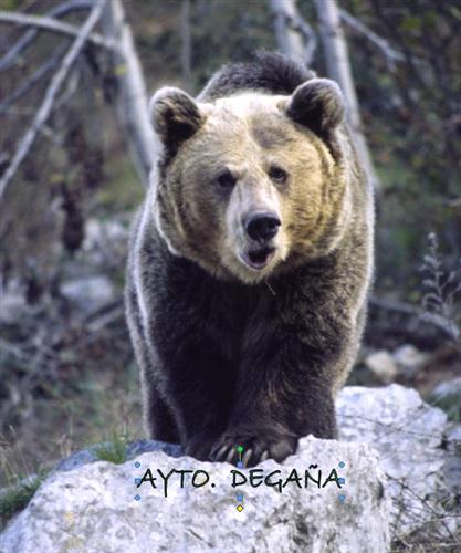 Oso