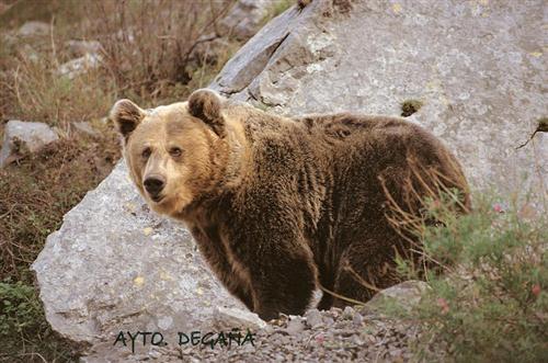 Oso